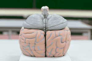 A model of the human brain.